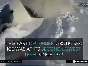 Ever wonder what life is like as a polar bear? Find out here! | AccuWeather