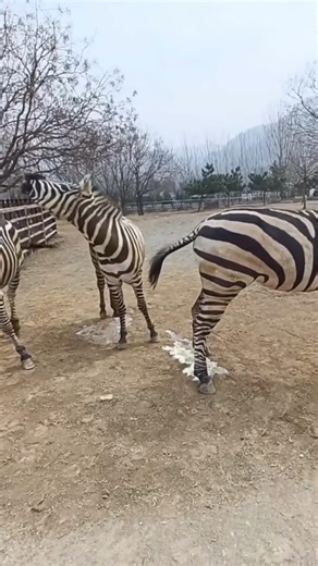 Running wild, living free 🦓✨Zebras don’t follow the crowd.#Nature #Safari #Animals #AfricanWildlife