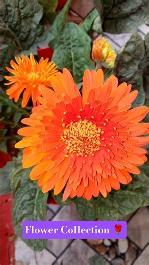 Flower Collection for Garden || flower collection video ||🌹