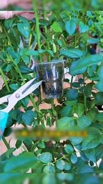 air layering on rose plant ☘️