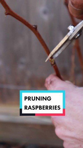 Get your raspberry patch ready for the season with these 3 pruning tips! #howtogrowraspberries #growingraspberries #pruningraspberries #gardeningtips #beginnergardening