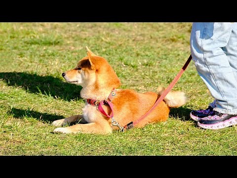What You Need to Know About the Shiba Inu Breed