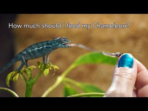 Stop Overfeeding Your Chameleon! The Life-Stage Feeding Guide