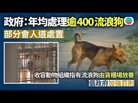 元朗狗咬死人｜政府指年均處理逾400流浪狗 部分會人道處置 收容動物組織指有流浪狗由貨櫃場放養 倡政府加強罰則｜香港新聞｜無綫新聞｜TVB News｜2026/09/22