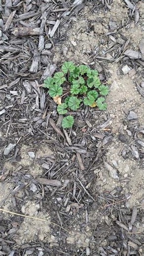 The edible wild plants are starting to show #bendoregon #wildedibles