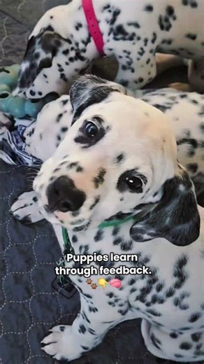 Puppies learn best from informed humans ❤️🐾🧠 #dalmatian #dogbehavior #dogs #linydalmatians #puppy