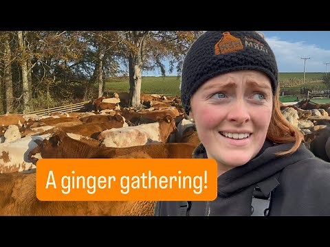 Holiday time for the spring cows