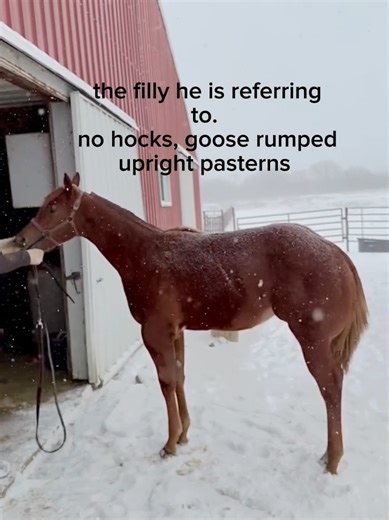 Understanding AQHA Horsemanship for Equestrians