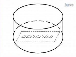 RNAi Interference by dsRNA Injection into Drosophila Embryos