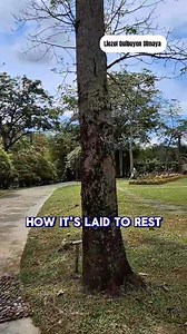 The Best Hits Song With Lyrics Ctto Cover only 🌸🌺🌸🌺🌸🌺🌸🌺🌸🌺🌸🌺🌸🌺🌸🌺 📣No Copyright Infringement Intended♡ I Do Not Own The Music In This Video. All Rights belong to the owner|music writer|composer. 📌📋Copyright Disclaimer Under Section 107 of the Copyright Act 1976, allowance is made for "fair use" for purposes such as criticism, comments, news reporting, teaching, scholarship and research. Fair use is a used permitted by copyright statute that might otherwise infringe. Non-profit, 