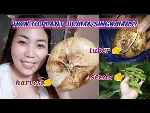 HOW TO PLANT JICAMA/SINGKAMAS WITH UPDATE AND CARE TIPS