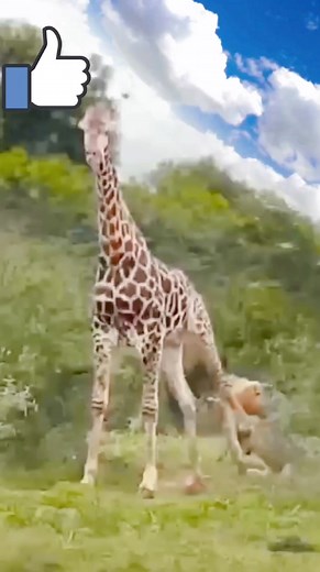 the lion is using all his strength to stop the giraffe|| #shorts #facts #animals | Reel Fact