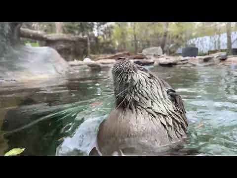 Home Safari - River Otters - Cincinnati Zoo
