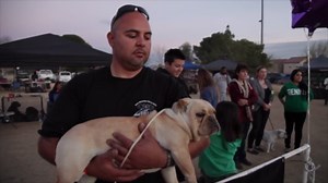 Shorty bull: The standard for the small bulldog