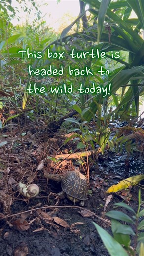 1.2K views · 56 reactions | Florida Box Turtle, Freedom Friday! ...