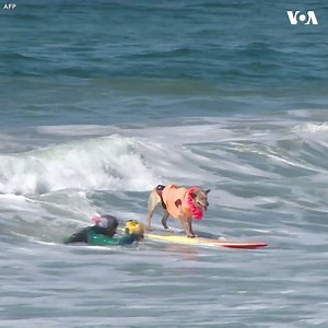 771 reactions · 162 shares | The 10th annual Surf City Surf Dog competition took place in Huntington Beach, California, over the weekend. The event pits surfing dogs from all over the world against one another. More than 500 dogs have participated in the event over the past decade. | Voice of America | Facebook