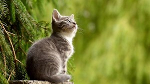 Cat Lover Garden in Seoul – It’s More Than Just A Cat Cafe
