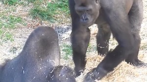 Gorilla having fun with his buddy 😂🦍🥰😍 #gorilla #viralreelsシ #playtime #Amazing #friends #loveyou | Gorilla Channel