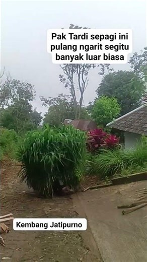 Pak Tardi pulang ngarit pagi pagi di Desa Kembang Jatipurno