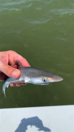 Incredible animal Transformations!💀