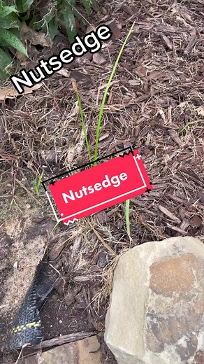 Do not pull nutsedge weeds in your yard #lawntok