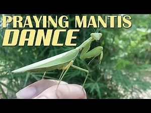 Praying mantis dance and then fly