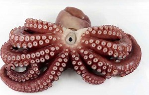 9-legged octopus found in Japanese bay