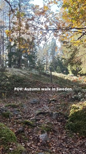 POV: Autumn walk in Sweden 🇸🇪 #Foryou #Trees #Sweden #Nature #Scandinavia #Nordics #Forest #Calm #Quiet #Serene #Scenic #Swedish #Adventure #Nordic #Tranquil #Season #View #Horizon #Trail #FreshAir #Peaceful #Bloom #Green #Stillness #Hiking #Woods #Soft #Flow #Reflect #Earth | Unfiltered Natures