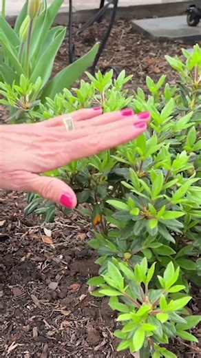 @potagerblog added Autumn Coral® Encore Azaleas around her dining deck