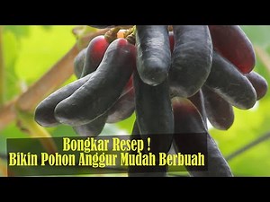 Resep Top, Bikin Berbuah Anggur Moondrop [Tutorial Media Tanam & Pemupukan]