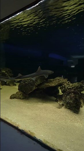 Baby Shark Moves to Larger Grow Out Tank