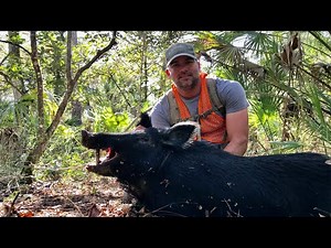 Hog Hunting Strategies (Mid-Day Public Land Success)