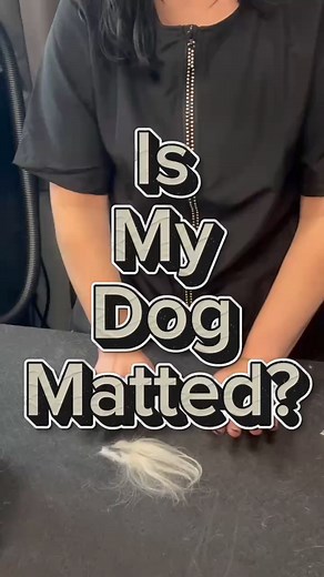 Comb or brush? 🤔 If your dog has long fur, using a comb that reaches all the way to the base coat helps prevent painful mats! Feel or see matting? It’s time to call your groomer for help. #itsthemostexcitingdayever #dogsofdogtopia #dogtopiaday #Dogtopia #GroomingTips #Groomer #DogBrush #DogSpa #Spa | Dogtopia of Bloomfield Hills