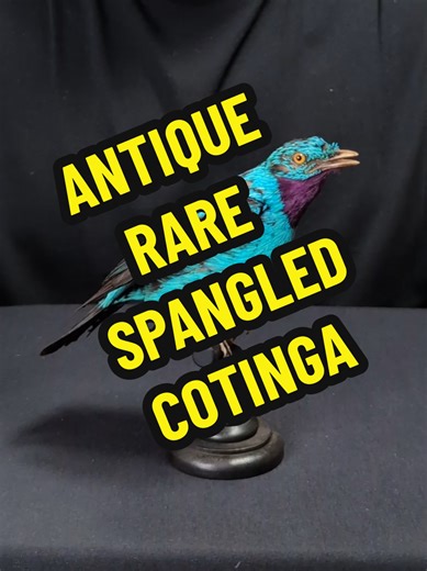 Rare Spangled Cotinga: A Unique Taxidermy Find