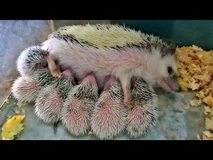 How mother Hedgehog giving birth?