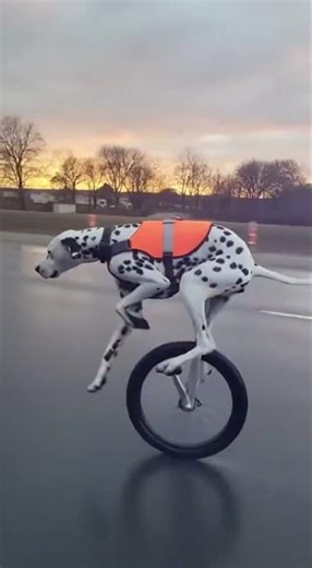 Police Chase Gone Wild: Dog Outsmarts Everyone! 🐶🚨😂#PoliceVsDog #FunnyDog #funny #dog #dogs #fyp