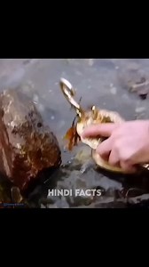 😱😲 #story #virals #movienetflix #moviereview #horror #horrorstory #moviesuggestion #movienight #populer #tranding #spring2024 #shorts #fbreels #movieexplanation #shortsfeed #part01 #horrorstories #facebookreel #explore #movies #movieexplainedinhindi #movierecap #fullmovie #tranding2023 #movieclips #kahani #viralvideoシ #viralvideochallenge | Hindi Facts