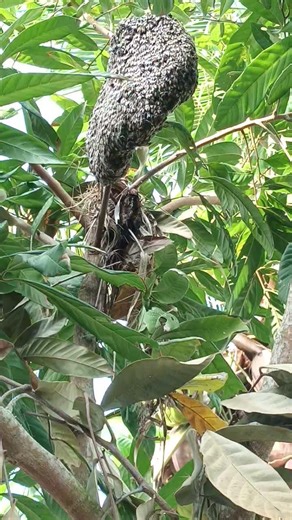 OMG #animals #comedy #shortvideo