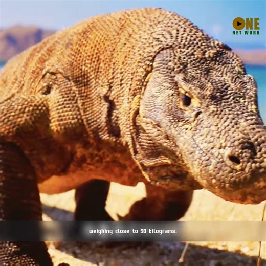How formidable is the Komodo dragon | Review The animal world