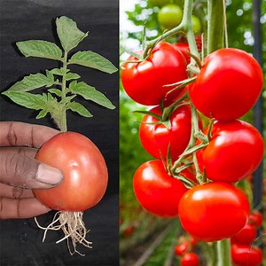 Simple method propagate Tomato tree with water, growing tomato tree at home | Ashik Muztaba