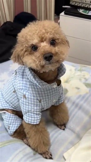 Poodle’s Funniest Home Moments – You’ll Be Smiling All Day #dogathome #petvlog