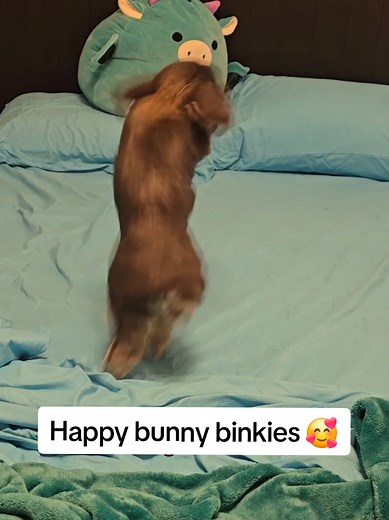 Happy Bunny Binkies: Adorable Moments with Pet Rabbits