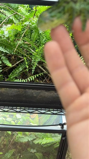 40K views · 543 reactions | A male carpet chameleon (Furcifer lateralis) heading back into his lush vivarium. #carpetchameleon #furciferlateralis #chameleon #chameleons #chameleonbreeder #lizard #lizards #lizardbreeder #reptile #reptiles #reptilesofinstagram #reptilebreeder #herpetoculture #livingart #terrarium #vivarium #pets #petreptile | Living Art by Frank Payne | Facebook