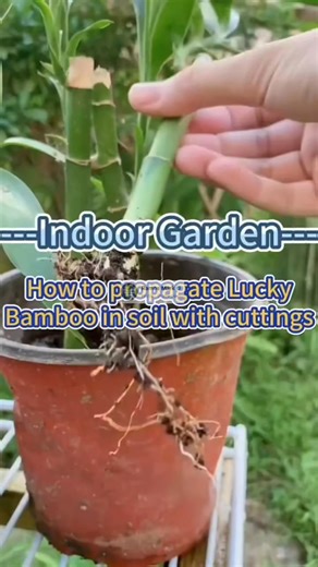 28K views · 213 reactions | How to propagate lucky bamboo? | Ramos Mark | Facebook