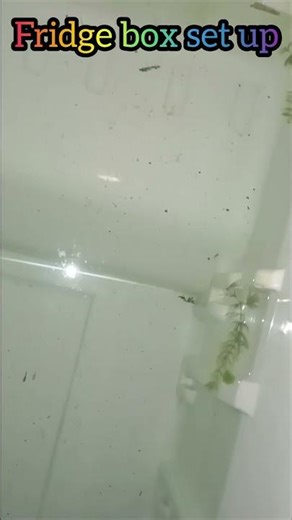 🐠Guppy fish 🐠fridge box set up #fish #viral #trending #shorts