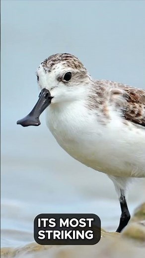 Meet the Spoon-billed Sandpiper: Nature's Tiny Marvel!