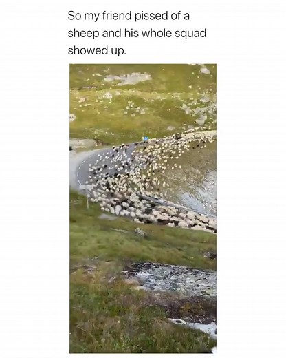 Omg just omg they all are a family (via: @reimarberge / Instagram) #foryou #foryourpage #fyp #viral #tiktokusa🇺🇸 #tiktokus #summer2022vibes😜 #sheeps