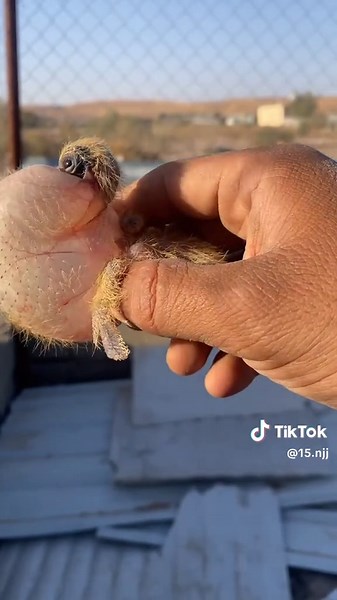 علم طبيعة الفرخ الحمام: تربية ومعلومات مهمة