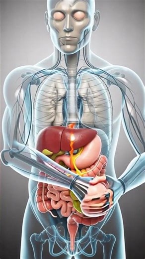 Digestive System #digestivesystem #humanbody #anatomy #health