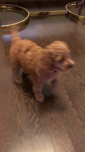 Tbt to when Stella was just 8 weeks 🥺🥰🐶 #puppy #dog #cockapoos